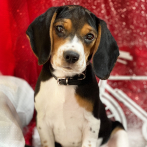 Beagle Puppy Raven