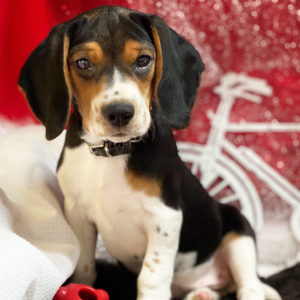 Beagle Puppy Raven