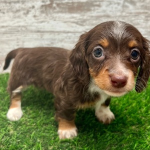 Dachshund Puppy Willow