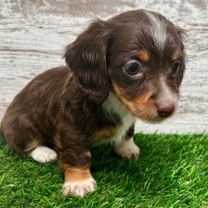 Dachshund Puppy Willow