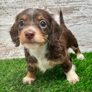 Dachshund Puppy Willow