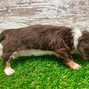 Dachshund Puppy Willow