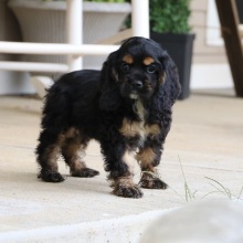 Cocker Spaniel Puppy Roxie