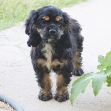 Cocker Spaniel Puppy Roxie