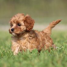 Cavapoo Puppy Natasha