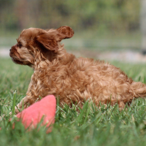 Cavapoo Puppy Natasha