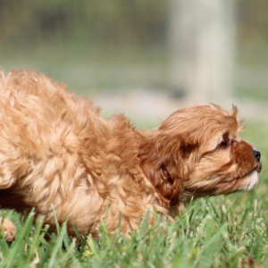 Cavapoo Puppy Natasha
