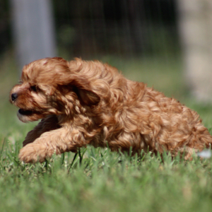 Cavapoo Puppy Natasha