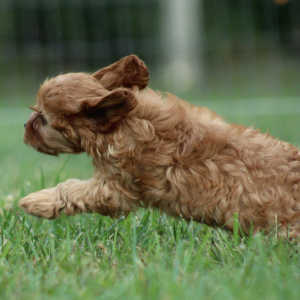 Cavapoo Puppy Natasha