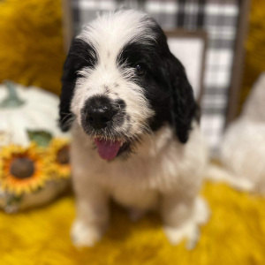 Saint Berdoodle Puppy Cedar