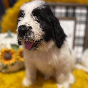 Saint Berdoodle Puppy Cedar