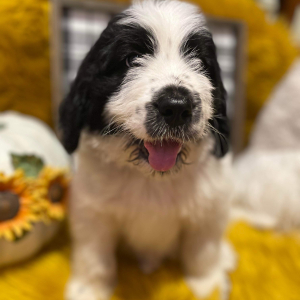 Saint Berdoodle Puppy Cedar