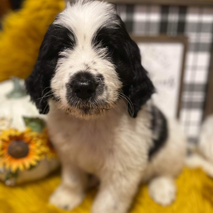 Saint Berdoodle Puppy Cedar
