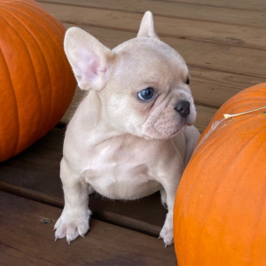 French Bulldog Puppy Sampson