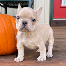 French Bulldog Puppy Sampson