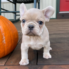 French Bulldog Puppy Sampson