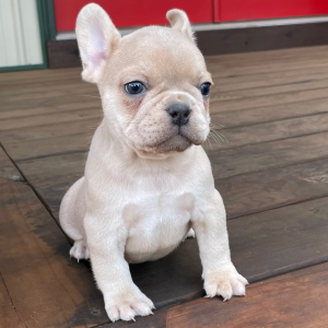 French Bulldog Puppy Sampson