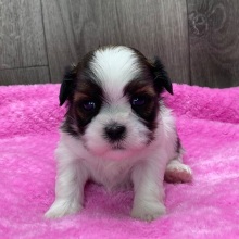 Shih Tzu Puppy Ottilie