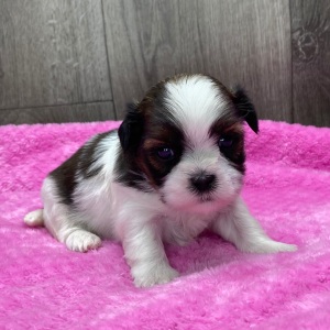Shih Tzu Puppy Ottilie