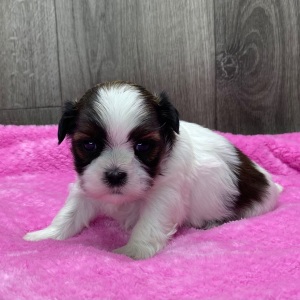 Shih Tzu Puppy Ottilie
