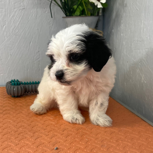 Maltipoo Puppy Ryan