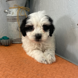 Maltipoo Puppy Ryan