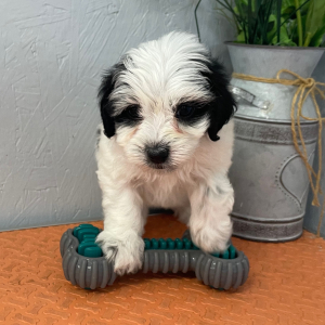 Maltipoo Puppy Ryan
