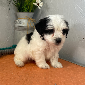 Maltipoo Puppy Ryan