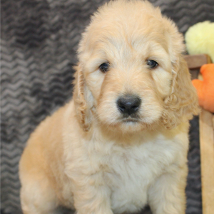 Goldendoodle Puppy Jenny