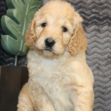 Goldendoodle Puppy Jenny