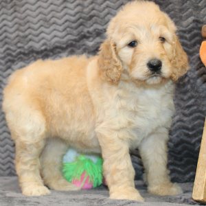 Goldendoodle Puppy Jenny