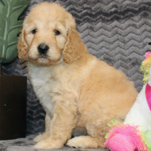 Goldendoodle Puppy Jenny