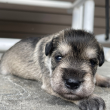 Miniature Schnauzer Puppy Emma