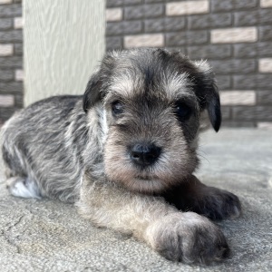 Miniature Schnauzer Puppy Emma