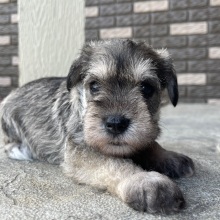 Miniature Schnauzer Puppy Emma