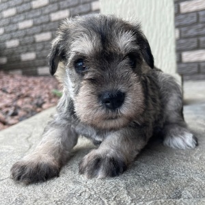 Miniature Schnauzer Puppy Emma