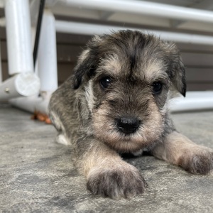 Miniature Schnauzer Puppy Emma