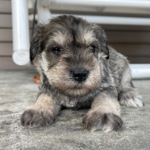 Miniature Schnauzer Puppy Emma