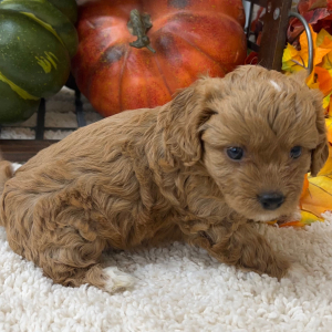 Cavapoo Puppy Teddy