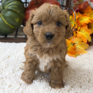 Cavapoo Puppy Teddy