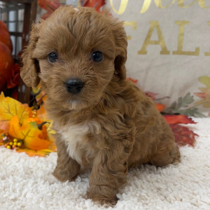 Cavapoo Puppy Teddy