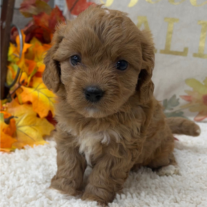 Cavapoo Puppy Teddy