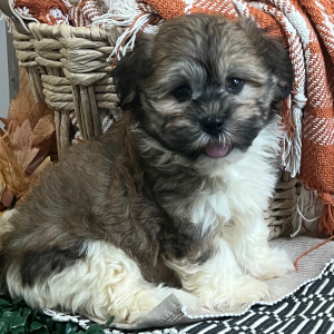 Havanese Puppy Lori