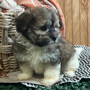 Havanese Puppy Lori