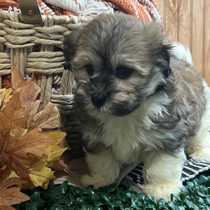 Havanese Puppy Lori