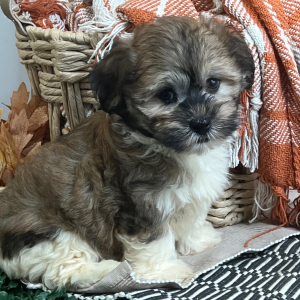 Havanese Puppy Lori