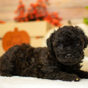 Poodle Puppy Dalton