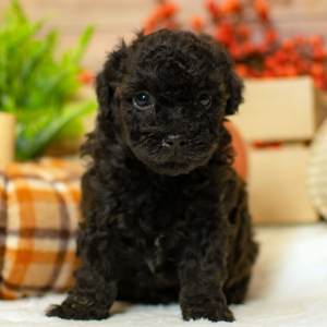 Poodle Puppy Dalton