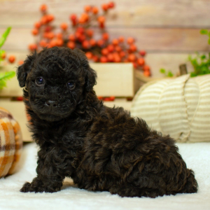 Poodle Puppy Dalton