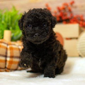 Poodle Puppy Dalton